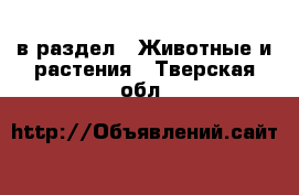  в раздел : Животные и растения . Тверская обл.